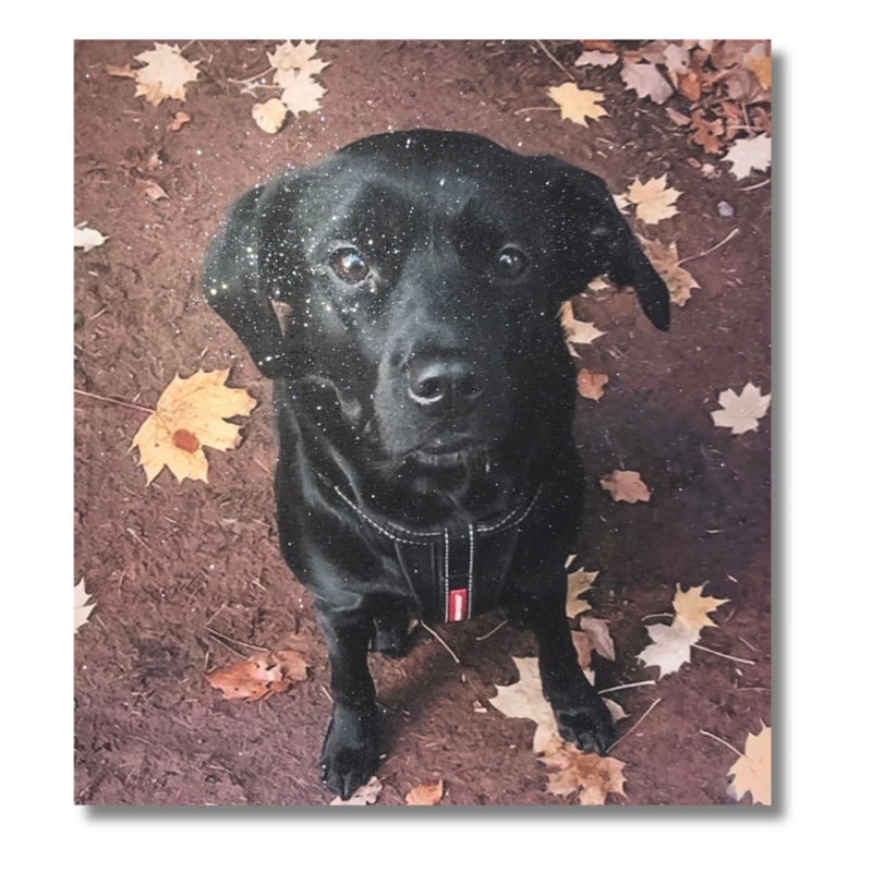 Glitter Pet Portrait Photo Canvas | Crystalise Boutique
