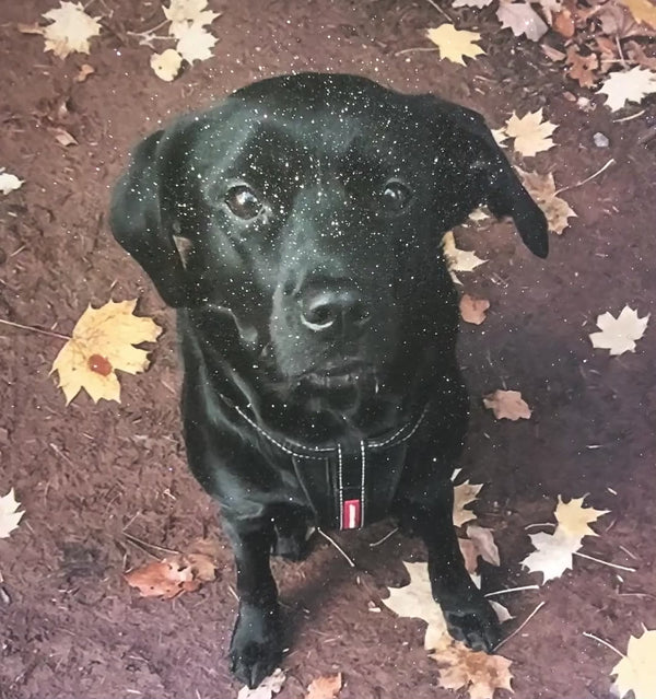 Glitter Pet Portrait Photo Canvas